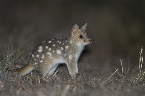 Eastern Quoll - Dasyurus viverrinus | Bruny Island, Tasmania… | Flickr