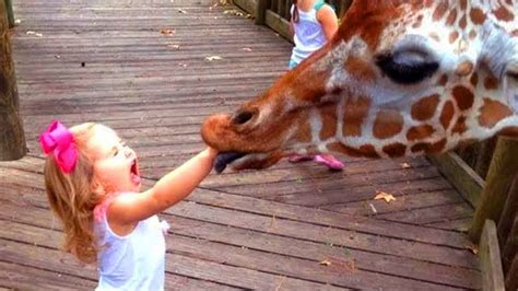 Funny Babies At The Zoo | TRY NOT TO LAUGH 2021 | LAUGH TRAPPED - YouTube