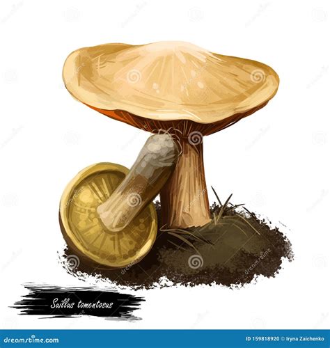 Suillus Tomentosus Blue-staining Slippery Jack, Poor Man`s S Woolly-capped Suillus. Edible ...