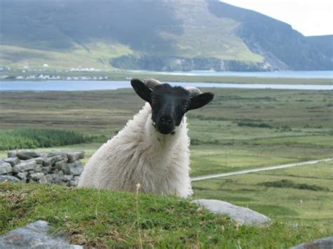 An Irish Sheep Craft: Learn and Make