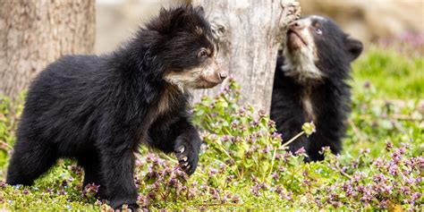 Support | Smithsonian's National Zoo and Conservation Biology Institute