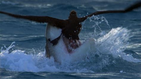 Tiger Shark Attack! | Benedict Cumberbatch Narrates South Pacific | BBC Earth - YouTube