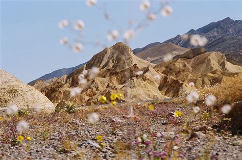 Death Valley Superbloom