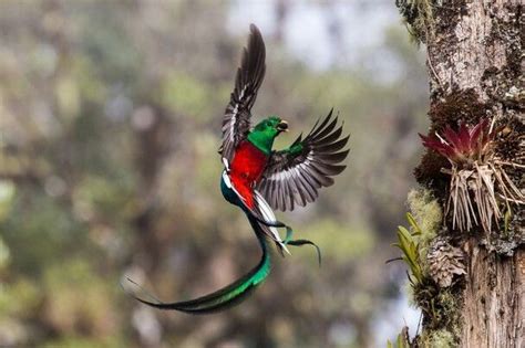 Quetzal | Photographe animalier, Photographie de la faune sauvage, Animalier