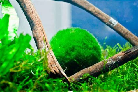 Marimo Moss Ball Care Guide – Planting, Growing, and Propagation - Shrimp and Snail Breeder