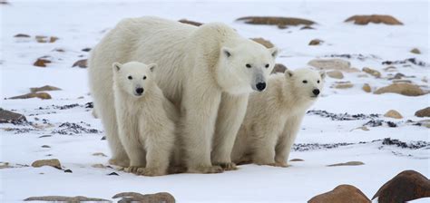 Witness the Wonder of Polar Bears in Churchill - swedbank.nl