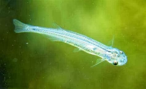 The Candiru the most dangerous fish Amazons (Vandellia cirrhosa).