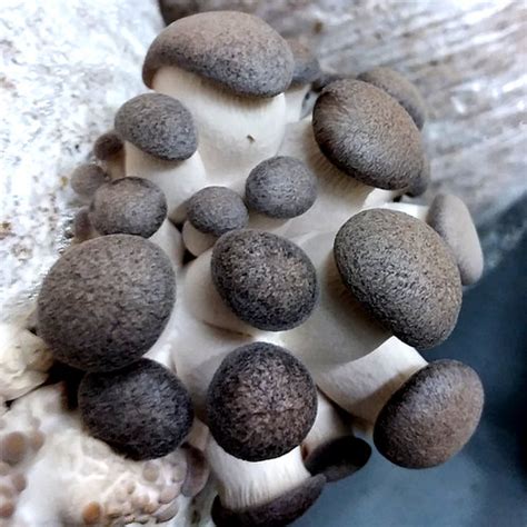 Black Pearl King Oyster (Pleurotus eryngii/ostreatus) | themyceliumemporium