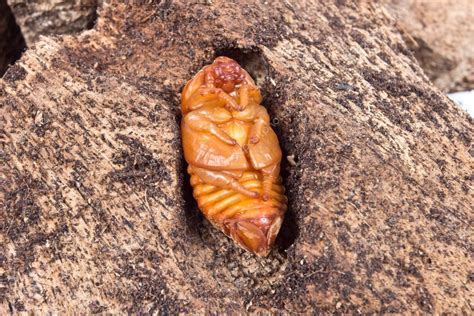 Pupa of coconut rhinoceros beetle — Stock Photo © wonderisland #30420671