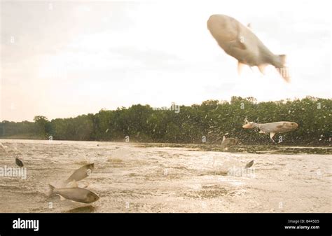 Asian silver carp jumping out water hi-res stock photography and images - Alamy