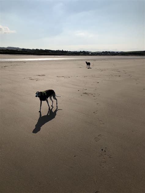 Dumfries and Galloway one of the many dog friendly beaches | Dog friendly holidays, Dog friends ...