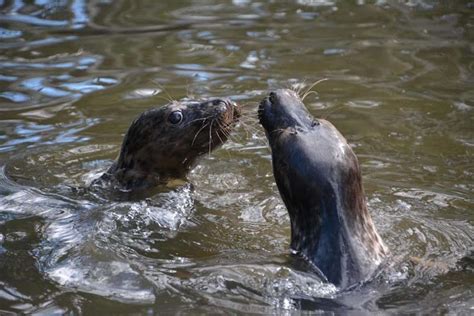 Seal Pup Rescued From Side Of Road Loves Her New Bathtub - The Dodo