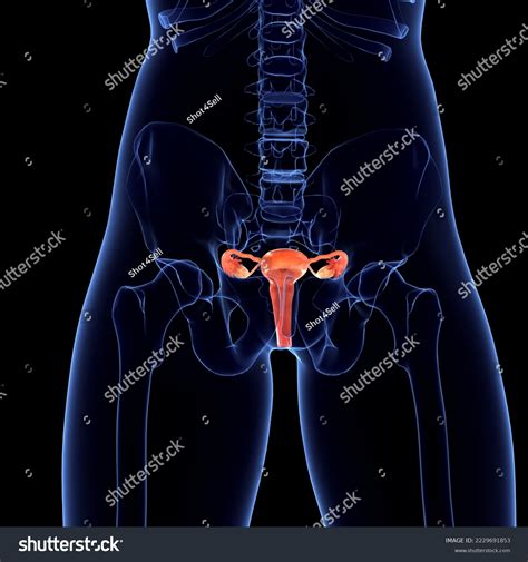 Female Ovary Anatomy 3d Illustration Stock Illustration 2229691853 | Shutterstock