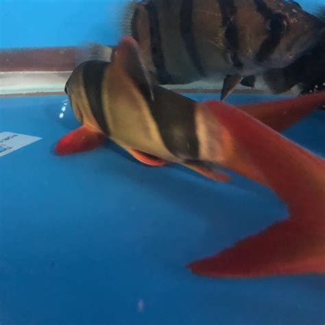 Clown loach for sale - Exotic Fish Shop - 774-400-4598