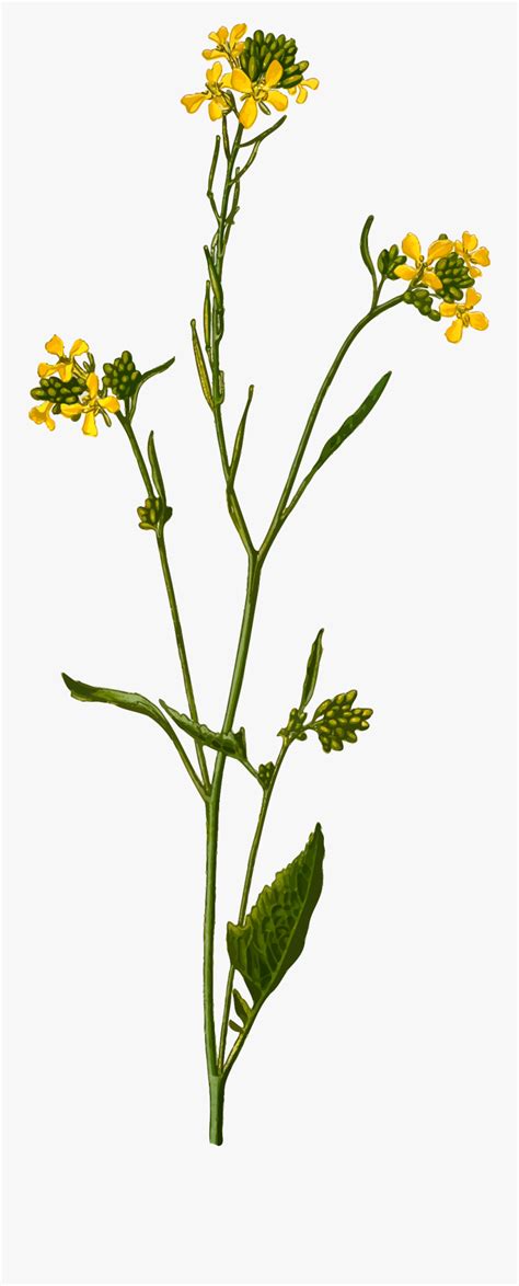 Mustard Seed Plant Drawing , Free Transparent Clipart - ClipartKey