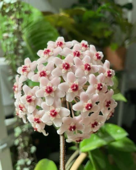 Hoya Krimson Princess Care and Growing Guide | Plantcarefully