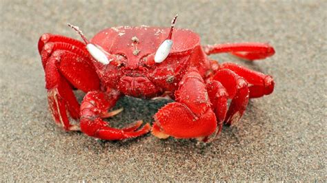 Red Ghost crabs add colour to Sagarasangamam beach - The Hindu