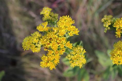 Ragweed - Identifying Ragweed vs. Goldenrod - Momcrieff