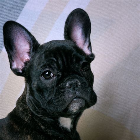 Which Dog Breeds Are the Best Alternatives to the French Bulldog? (Guide)