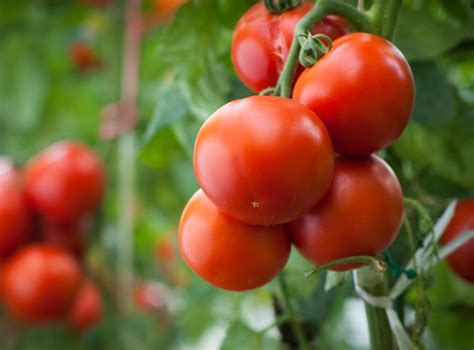 What are the Different Tomato Varieties? (with pictures)