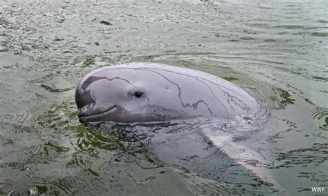 New Malacca port plan poses threat to endangered dolphins