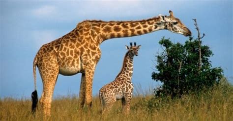 Giraffe Gestation Period: How Long are Giraffes Pregnant? - A-Z Animals