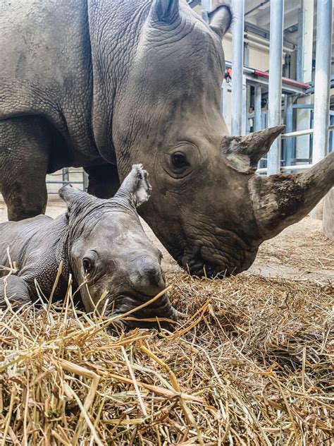 Baby Rhino - Virginia Zoo