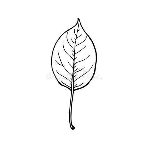 Apple Leaf. Drawing in Sketch Outline. Hand Drawn Vector Stock Vector ...