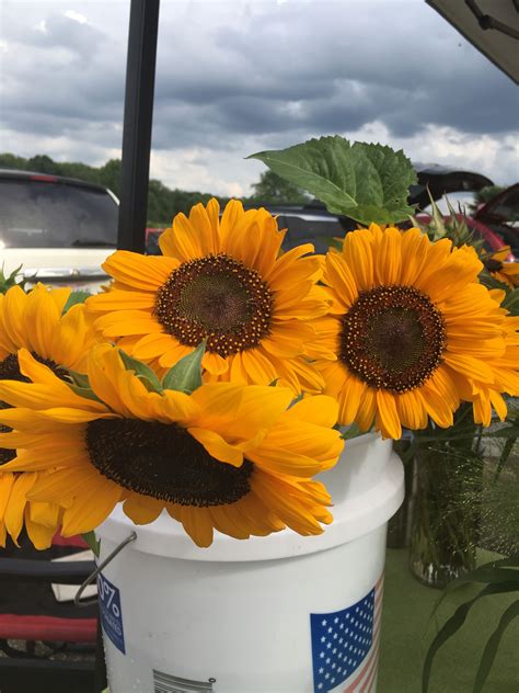 Flowers at The Farmers Market | Farmer, Flowers, Farmers market