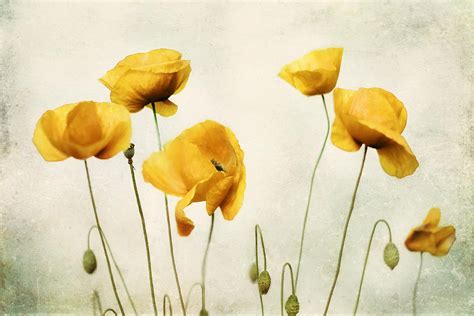 Yellow Poppy Photography - Yellow Poppies - Yellow Flowers - Olive ...