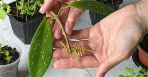 3 Ways For Propagating Hoya: How To Propagate Hoya Wax Plants