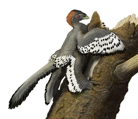 Anchiornis Pictures & Facts - The Dinosaur Database