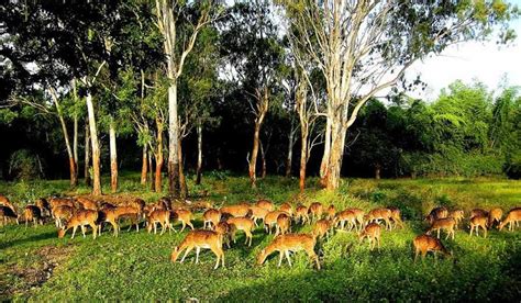 dandeli wildlife sanctuary | dandeli jungle safari packages