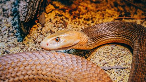 Snakes Can Hear: New Study Challenges Long-Held Beliefs About Snake Senses | Hearing Health ...