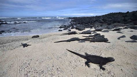 Discovering Darwin's Galapagos islands | Square Mile