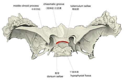 Visual Anatomy 視覚解剖学