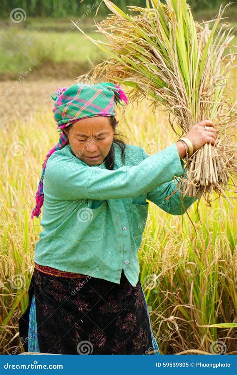 Asian Women Work On Rice Field Editorial Image - Image: 59539305