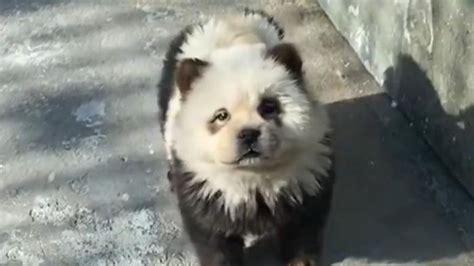 Chinese zoo under fire after dyeing dogs black and white for 'panda ...