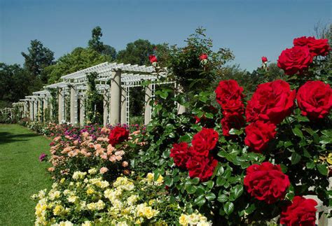 Rose Garden with ˋDrop Dead Redˊ Roses, Huntington Botanical Gardens by Lisa Blackburn - Paper ...