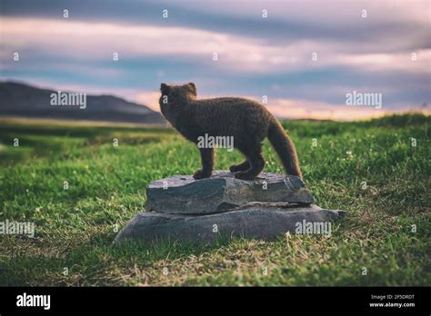 Arctic fox cub Stock Photo - Alamy