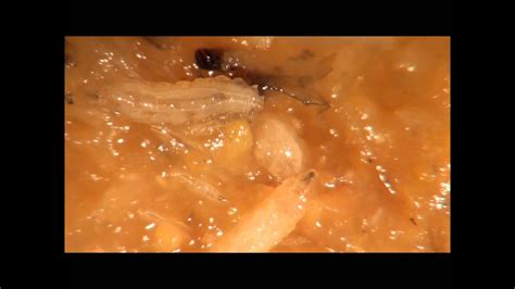 fruit fly larvae - YouTube