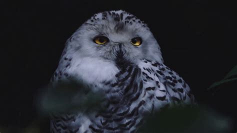 Are all owls nocturnal? - YouTube