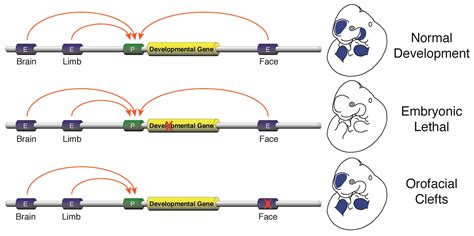 Enhancer Function New Insights Into The Regulation Of