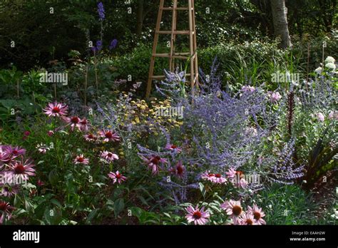 New herbaceous border at Pecorama Gardens, Beer, Devon with Echinacea 'Magnus' and Perovskia ...