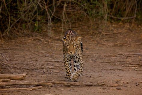 Sarara Treehouses in Kenya — SARARA | Safari Ecolodges & Foundation in ...