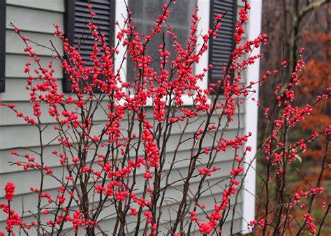 96+ Red Winter Flowering Shrubs By Doodle