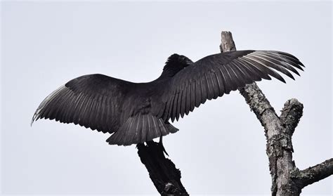 What Happens When A Vulture Hits A Plane That's Going 400MPH - Actual Footage - World War Wings