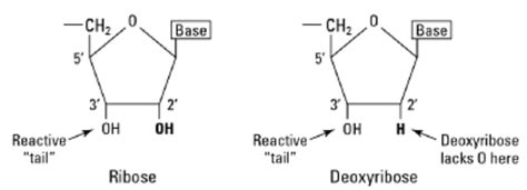 Why deoxyribose for DNA and ribose for RNA? - Biology Stack Exchange