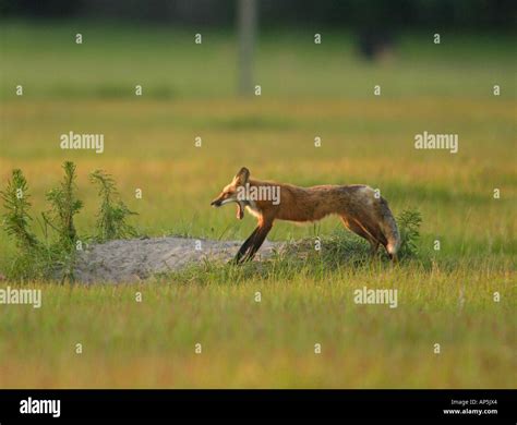 USA, Florida, Bushnell, Rural farmlands, Red fox yawning at den Stock Photo: 8961827 - Alamy