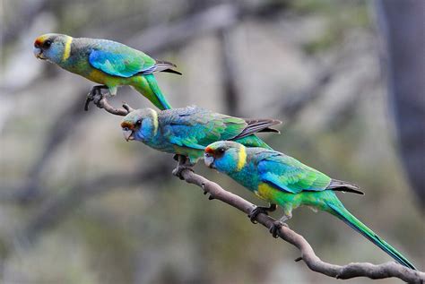 "Mallee Ringneck Parrots" by John Donkin | Redbubble